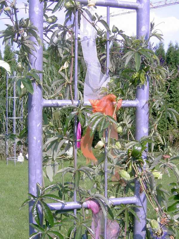 Rosenobelisk 2
