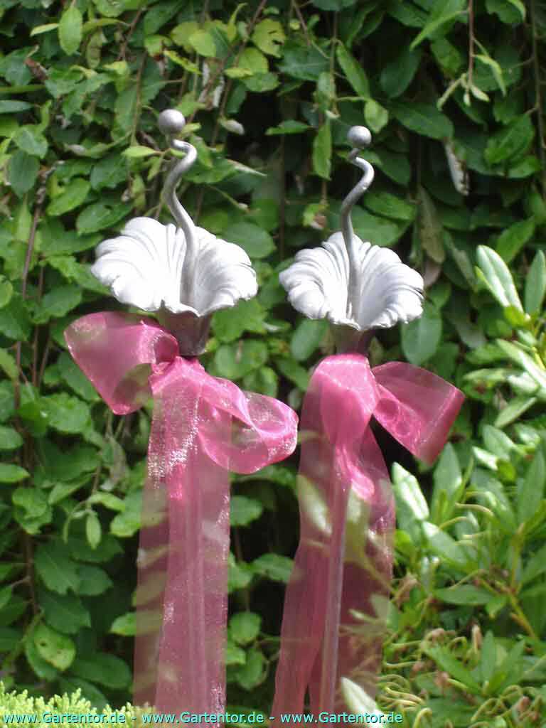 Rosenstab mit Blüte